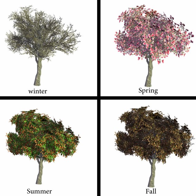 magnolia tree 3D Model .c4d .max .obj .3ds .fbx .stl .blend 