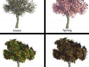 magnolia tree Modelo 3D