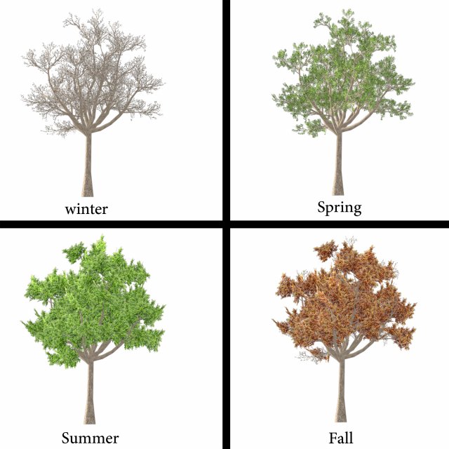 Elm tree 3D 모델 .c4d .max .obj .3ds .fbx .stl .blend 