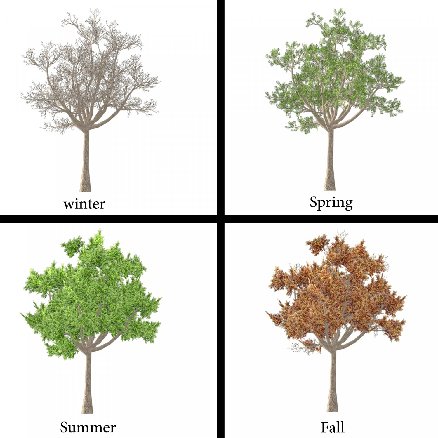 Elm tree 3D Model .c4d .max .obj .3ds .fbx .stl .blend 