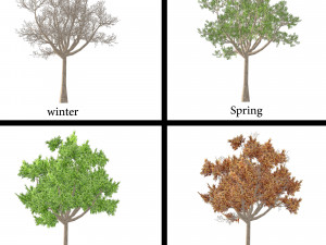 Elm tree Modelo 3D