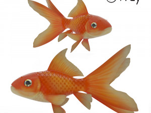 gold fish 3D Model