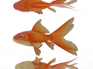 gold fish 3D Model