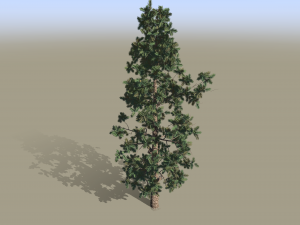 Pine tree Modelo 3D