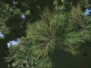 Pine tree 3D Model
