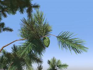 Pine tree 3D 模型