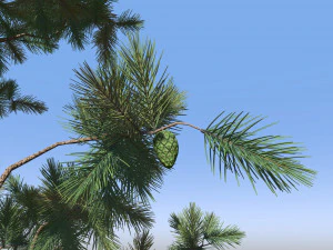 Pine tree 3D Model