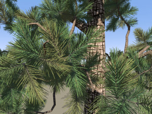 Pine tree 3D 模型