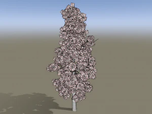 Pine tree 3D Model