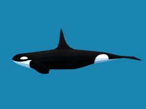 low poly caroon orca killer whale 3D Model