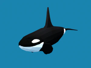 low poly caroon orca killer whale 3D Model