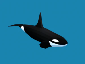 low poly caroon orca killer whale 3D Model