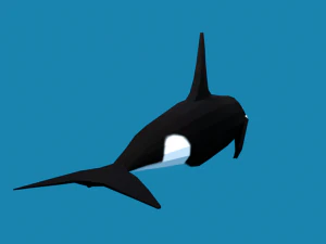 low poly caroon orca killer whale 3D Model