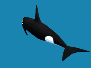 low poly caroon orca killer whale 3D Model