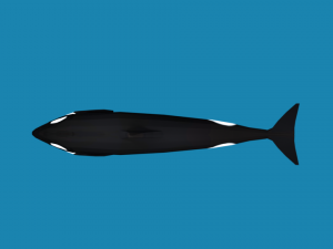low poly caroon orca killer whale 3D Model