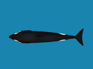 low poly caroon orca killer whale 3D Model