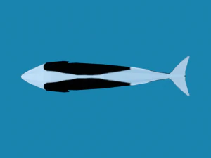 low poly caroon orca killer whale 3D Model