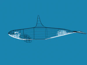 low poly caroon orca killer whale 3D Model