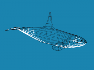 low poly caroon orca killer whale 3D Model