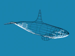 low poly caroon orca killer whale 3D Model