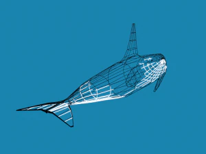 low poly caroon orca killer whale 3D Model