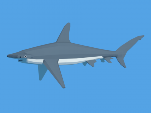 low poly cartoon hammerhead shark 3D Model