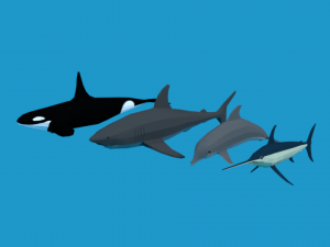 low poly fish collection 3D Model