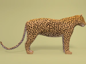 low poly cartoon leopard 3D Model