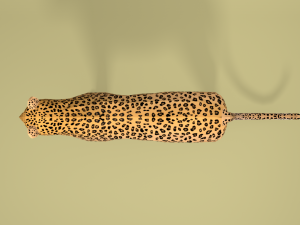 low poly cartoon leopard 3D Modell