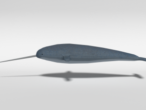 low poly cartoon narwhal 3D मॉडल