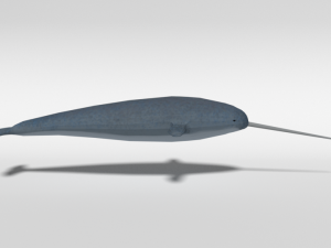low poly cartoon narwhal 3D मॉडल