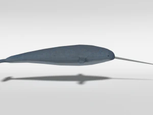 low poly cartoon narwhal 3D Model