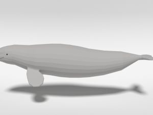 low poly cartoon beluga whale 3D 모델