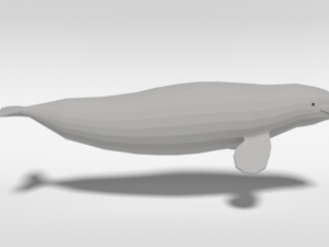 low poly cartoon beluga whale 3D 모델
