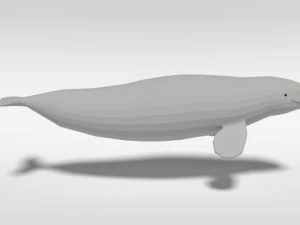 low poly cartoon beluga whale 3D Model