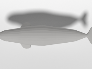 low poly cartoon beluga whale 3D 모델