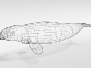 low poly cartoon beluga whale 3D 모델