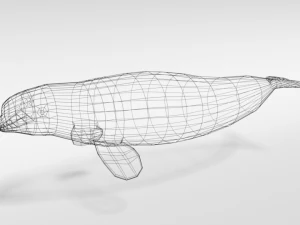 low poly cartoon beluga whale 3D Model