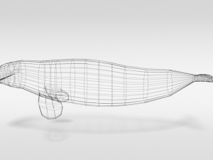 low poly cartoon beluga whale 3D 모델
