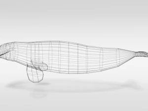 low poly cartoon beluga whale 3D Model