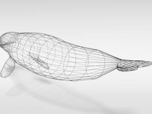 low poly cartoon beluga whale 3D 모델