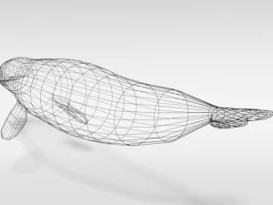 low poly cartoon beluga whale 3D Model