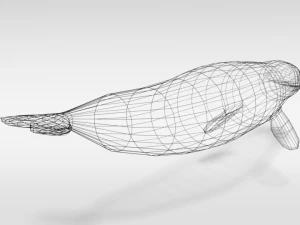 low poly cartoon beluga whale 3D Model