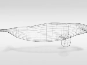 low poly cartoon beluga whale 3D Model