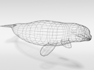 low poly cartoon beluga whale 3D 모델