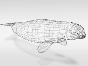low poly cartoon beluga whale 3D Model
