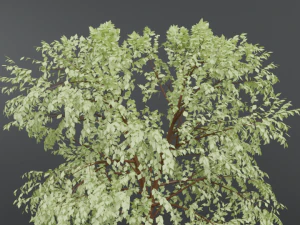 cartoon tree 3d 3D Model