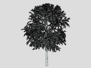 cartoon tree 3d 3D Model