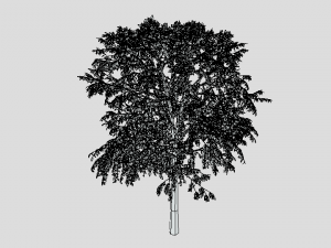 cartoon tree 3d 3D Model