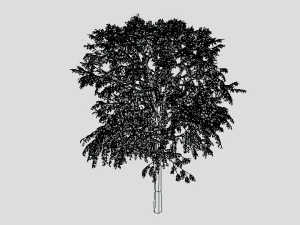 cartoon tree 3d 3D Model